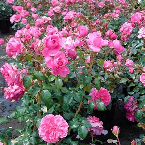 Ružová - záhonová ruža - floribunda